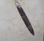 Hibolithes sp. (MONTFORT 1808) - Bild &copy; FossNet FossilienStore